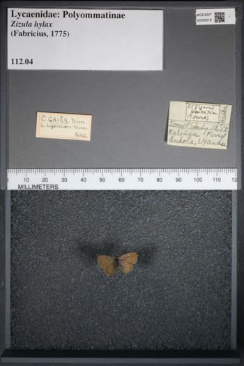 Media type: image;   Entomology 50019